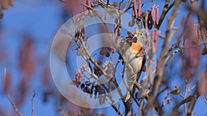 Fringilla montifringilla perched on the branch among the leaves