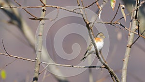 Fringilla montifringilla perched on the branch among the leaves