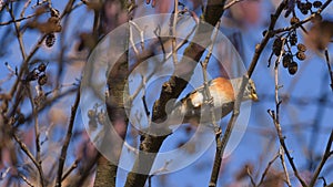 Fringilla montifringilla perched on the branch among the leaves