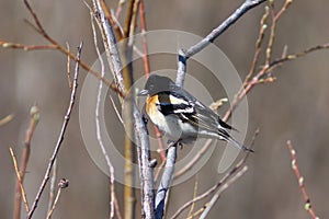 Fringilla montifringilla. The reel sits on the branches of a willow