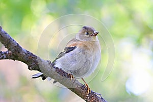 Fringilla montifringilla. A young bird on Yamal