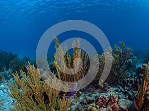 Fringing coral reef in Bonaire, Caribbean Netherlands. Diving holiday