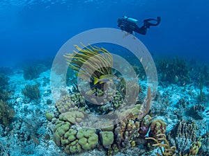 Fringing coral reef in Bonaire, Caribbean Netherlands. Diving holiday