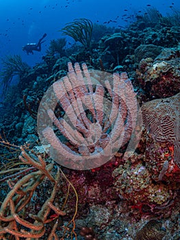 Fringing coral reef in Bonaire, Caribbean Netherlands. Diving holiday