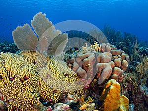 Fringing coral reef in Bonaire, Caribbean Netherlands. Diving holiday