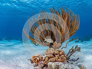 Fringing reef of coral in Bonaire. Caribbean Diving holiday