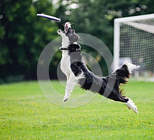 Frisbee dog catching