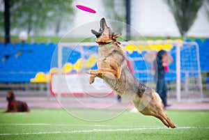 Frisbee German shepherd catching
