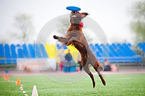 Frisbee Irish setter catching