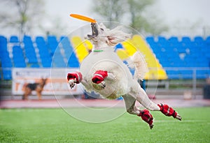 Frisbee poodledog catching