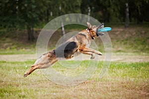 Frisbee sheepdog catching disc