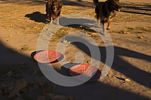 frisbees shadow on ground with dogs paws nearby