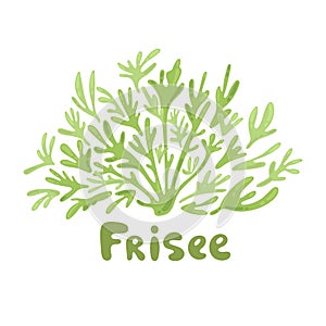 Frisee lettuce doodle icon. Cartoon frisee lettuce illustration. Frisee cute salad simple design. Salad leaves