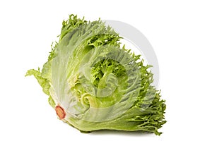 Frisee lettuce green leaf isolated