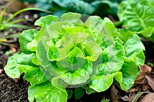 Frisee lettuce isolated on white background. Fresh green salad leaves from garden