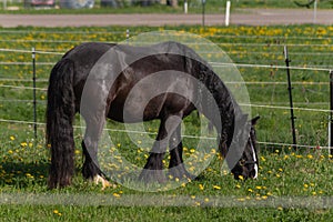 frisian black horse