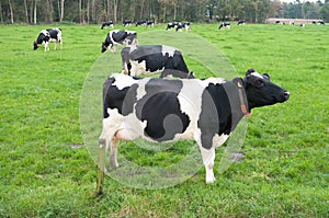 Frisian cows