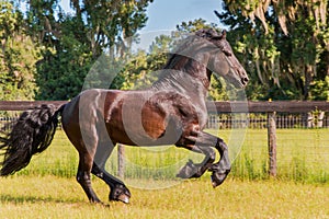 Frisian / Friesian horse galloping in fenced field photo