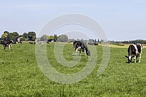 Frisian Holstein cows on a meadow farmland in Zuid Holland