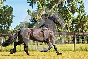 Frisian horse