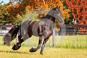 Frisian horse galloping in field next to fence