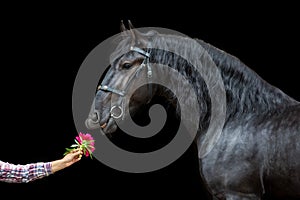 Frisian horse and pion photo