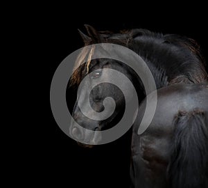 Frisian horse portrait on black background