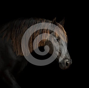 Frisian horse portrait on black background