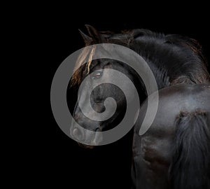 Frisian horse portrait on black background photo