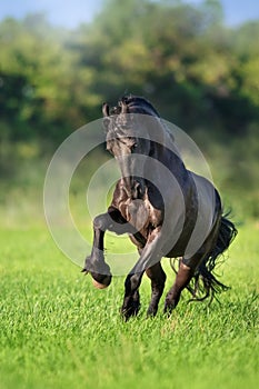 Frisian horse run