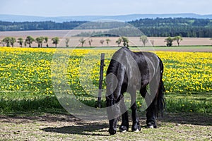 Frisian horse at spring meadow