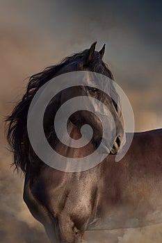 Frisian horse at sunset light