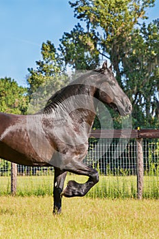 Frisian horse trotting in a fenced field