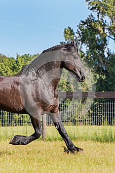 Frisian horse trotting in a fenced field