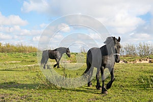 Frisian horses