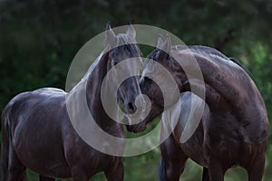 Frisian horses portrait