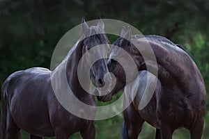 Frisian horses portrait photo