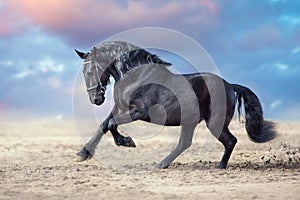 Frisian horses run