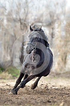 Frisian stallion gallops