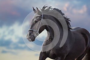 Frisian stallion portrait