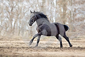 Frisian stallion run