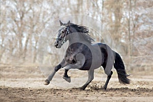 Frisian stallion run