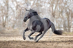 Frisian horse gallops photo