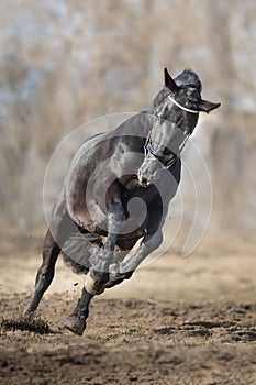 Frisian stallion run photo