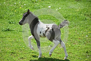 Frisky Black and White Paint Mini Horse in Lancaster County