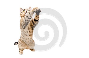 Frisky cat Scottish Stright with paws raised up photo