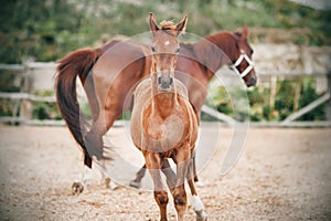 A frisky curious colt runs alongside a mother in a farm paddock