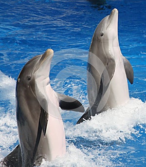 Frisky Dolphins