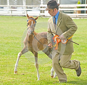 Frisky Foal at Black Isle Show.