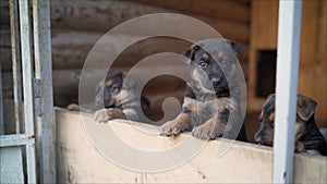 Frisky German Shepherd Puppies. German Shepherd dog